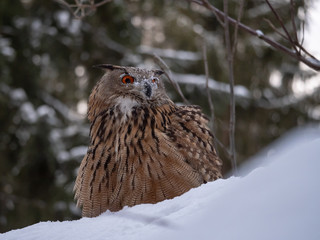 Eurasian eagle-owl (Bubo Bubo) in snowy fores. Eurasian eagle owl sitting on snowy ground. Owl portrait.