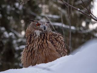 Eurasian eagle-owl (Bubo Bubo) in snowy fores. Eurasian eagle owl sitting on snowy ground. Owl portrait.