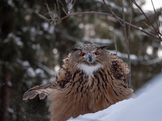Eurasian eagle-owl (Bubo Bubo) in snowy fores. Eurasian eagle owl sitting on snowy ground. Owl...