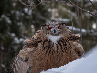 Eurasian eagle-owl (Bubo Bubo) in snowy fores. Eurasian eagle owl sitting on snowy ground. Owl portrait.
