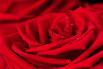 Dark red rose with rain drops closeup