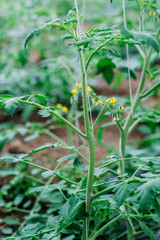 Tomato plantation sprouts