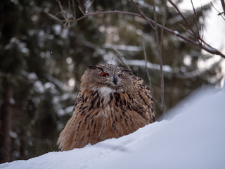 Eurasian eagle-owl (Bubo Bubo) in snowy fores. Eurasian eagle owl sitting on snowy ground. Owl portrait.