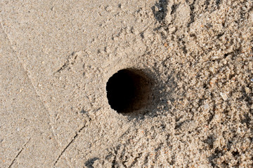 Coastal animal hole on the beach