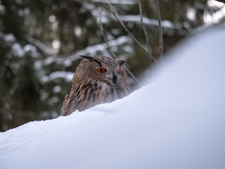 Eurasian eagle-owl (Bubo Bubo) in snowy fores. Eurasian eagle owl sitting on snowy ground. Owl portrait.