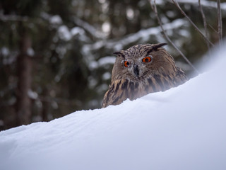 Eurasian eagle-owl (Bubo Bubo) in snowy fores. Eurasian eagle owl sitting on snowy ground. Owl portrait.