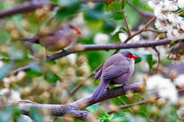 Waxbills