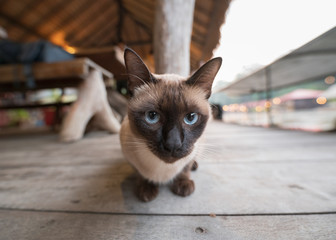 Korat domestic gray cat with blue eyes sitting on raft