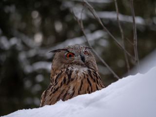 Eurasian eagle-owl (Bubo Bubo) in snowy fores. Eurasian eagle owl sitting on snowy ground. Owl portrait.