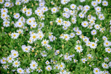 Daisy flower or Chamomile yellow pollen blossom