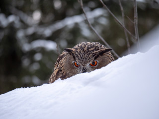 Eurasian eagle-owl (Bubo Bubo) in snowy fores. Eurasian eagle owl sitting on snowy ground. Owl portrait.