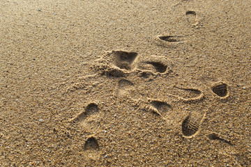  Footprints on the yellow sand