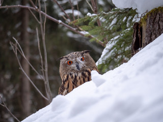 Eurasian eagle-owl (Bubo Bubo) in snowy fores. Eurasian eagle owl sitting on snowy ground. Owl portrait.