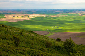 Fototapeta premium Aerial view of the farmland in the Palouse region of Eastern Washington state, USA