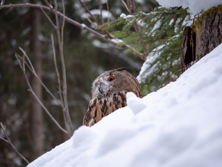 Eurasian eagle-owl (Bubo Bubo) in snowy fores. Eurasian eagle owl sitting on snowy ground. Owl portrait.