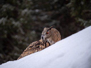 Eurasian eagle-owl (Bubo Bubo) in snowy fores. Eurasian eagle owl sitting on snowy ground. Owl portrait.