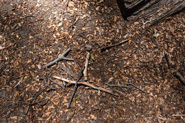 texture branch leaf forest terrain nature summer