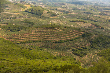 Fototapeta na wymiar fertile messenian valley with olive gardes on early autumn from above, Peloponnese