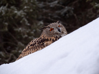 Eurasian eagle-owl (Bubo Bubo) in snowy fores. Eurasian eagle owl sitting on snowy ground. Owl...