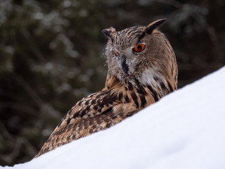 Eurasian eagle-owl (Bubo Bubo) in snowy fores. Eurasian eagle owl sitting on snowy ground. Owl portrait.