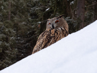 Eurasian eagle-owl (Bubo Bubo) in snowy fores. Eurasian eagle owl sitting on snowy ground. Owl portrait.