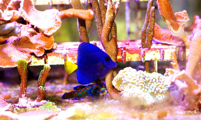 Purple Tang - (Zebrasoma xanthurum) 