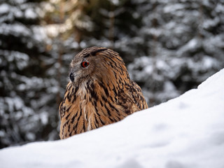 Eurasian eagle-owl (Bubo Bubo) in snowy fores. Eurasian eagle owl sitting on snowy ground. Owl portrait.