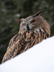 Eurasian eagle-owl (Bubo Bubo) in snowy fores. Eurasian eagle owl sitting on snowy ground. Owl...