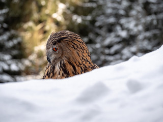 Eurasian eagle-owl (Bubo Bubo) in snowy fores. Eurasian eagle owl sitting on snowy ground. Owl portrait.