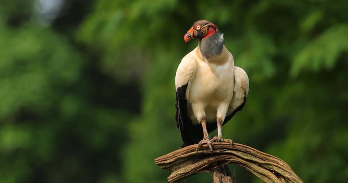 King vulture, Sarcoramphus papa, large bird found in Central and South America. King vulture in tree. Bird, forest in the background. Wildlife scene from tropic nature. Eagle in the nature habitat.