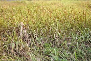 Golden grass fields from sunlight.Green background. Imperata cylindrica grass on the field in the morning light. Imperata cylindrica