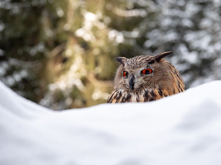 Eurasian eagle-owl (Bubo Bubo) in snowy fores. Eurasian eagle owl sitting on snowy ground. Owl portrait.