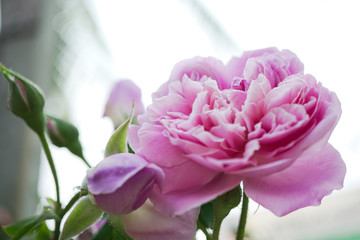 Obraz premium Beautiful pink and white rose blooming in garden with copyspace background.