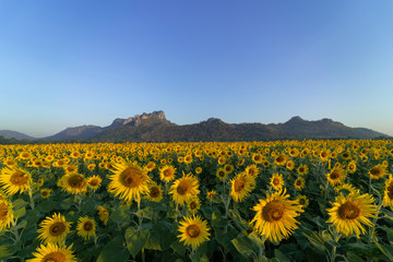 Obraz premium Lanscape of sunflower fields with mountain background.