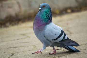 A male Feral Pigeon walking proud after female in courting period. Pigeons and doves constitute the bird class Columbidae.