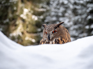 Eurasian eagle-owl (Bubo Bubo) in snowy fores. Eurasian eagle owl sitting on snowy ground. Owl...