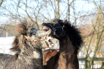 Wilde Pferde. Zwei Island Pferde kämpfen spielerisch auf der Koppel