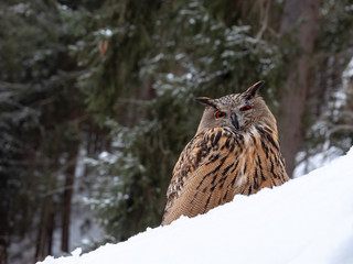 Eurasian eagle-owl (Bubo Bubo) in snowy fores. Eurasian eagle owl sitting on snowy ground. Owl portrait.