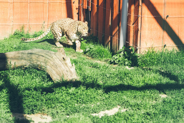 leopard in zoo. life in custody.