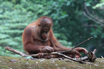 Naklejka premium orangutan, wildlife photography