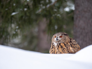 Eurasian eagle-owl (Bubo Bubo) in snowy fores. Eurasian eagle owl sitting on snowy ground. Owl portrait.