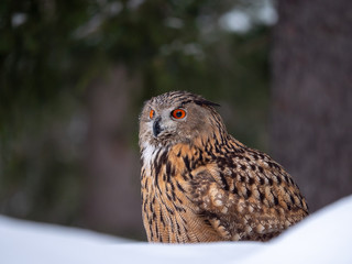 Eurasian eagle-owl (Bubo Bubo) in snowy fores. Eurasian eagle owl sitting on snowy ground. Owl portrait.