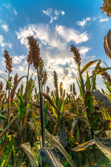 Naklejka premium Sorghum or Millet field.