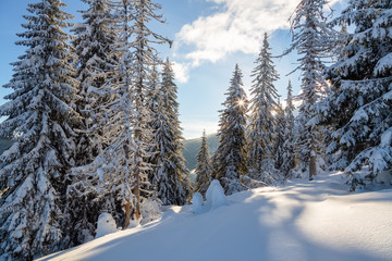 Bukovel in the winter. Snow-capped mountain peaks. Ukrainian Carpathians.