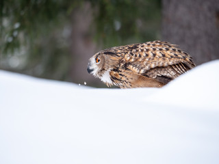 Eurasian eagle-owl (Bubo Bubo) in snowy fores. Eurasian eagle owl sitting on snowy ground. Owl portrait.