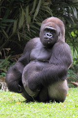silverback gorilla, wildlife photography