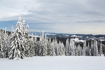 Bukovel in the winter. Snow-capped mountain peaks. Ukrainian Carpathians.