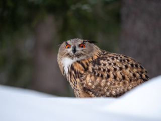 Eurasian eagle-owl (Bubo Bubo) in snowy fores. Eurasian eagle owl sitting on snowy ground. Owl portrait.