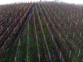 Weinberg am Bodensee - Luftaufnahme