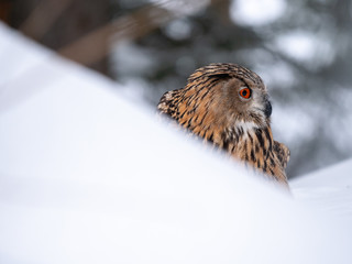 Eurasian eagle-owl (Bubo Bubo) in snowy fores. Eurasian eagle owl sitting on snowy ground. Owl portrait.
